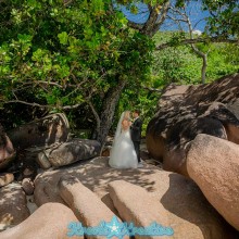 praslin-afterwedding-fotoshooting-seychellen_27